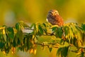 Burrowing Owl, Athene cunicularia, night bird with beautiful evening sun, animal in the nature habitat, Mato Grosso, Pantanal, Bra Royalty Free Stock Photo