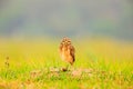 Burrowing Owl, Athene cunicularia, night bird with beautiful evening sun, animal in the nature habitat, Mato Grosso, Pantanal, Bra Royalty Free Stock Photo