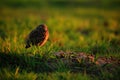 Burrowing Owl, Athene cunicularia, night bird with beautiful evening sun, animal in the nature habitat, Mato Grosso, Pantanal, Bra Royalty Free Stock Photo