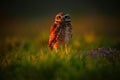 Burrowing Owl, Athene cunicularia, night bird with beautiful evening sun, animal in the nature habitat, Mato Grosso, Pantanal, Bra Royalty Free Stock Photo