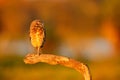 Burrowing Owl, Athene cunicularia, night bird with beautiful evening sun light, animal in the nature habitat, Mato Grosso, Pantana