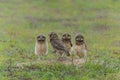 Burrowing owl with chicks standing on the burrow in the North Pantanal Royalty Free Stock Photo