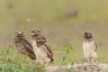 Burrowing owl with chicks standing on the burrow in the North Pantanal Royalty Free Stock Photo