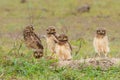 Burrowing owl with chicks standing on the burrow in the North Pantanal Royalty Free Stock Photo