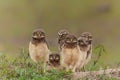 Burrowing owl in the North Pantanal in Brazil Royalty Free Stock Photo