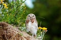 Burrowing owl Athene cunicularia. Pampas, Argentina