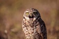 Burrowing owl Athene cunicularia perched outside its burrow