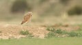 Burrowing owl Athene cunicularia on a prairie dog burrow Royalty Free Stock Photo