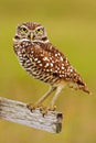 Burrowing Owl, Athene cunicularia, sitting in wooden cross in Cape Coral, Florida, USA. Beautiful owl with nice yellow eyes.