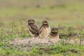 Burrowing owl in the North Pantanal in Brazil Royalty Free Stock Photo