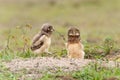 Burrowing owl in the North Pantanal in Brazil Royalty Free Stock Photo
