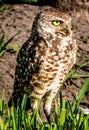 Burrowing Owl Royalty Free Stock Photo