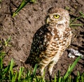 Burrowing Owl Royalty Free Stock Photo