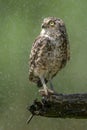 Burrowing owl Athene cunicularia are standing on a branch in heavy rain. Burrowing owls taking a rain shower.