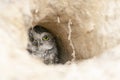 Burrowing Owl Athene cunicularia standing on the ground. Burrowing Owl sitting in the nest hole. Burrowing owl protecting home.