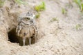 Burrowing Owl Athene cunicularia standing on the ground. Burrowing Owl sitting in the nest hole. Burrowing owl protecting home.