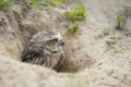 Burrowing Owl Athene cunicularia standing on the ground. Burrowing Owl sitting in the nest hole. Burrowing owl protecting home.