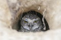 Burrowing Owl Athene cunicularia standing on the ground. Burrowing Owl sitting in the nest hole. Burrowing owl protecting home.