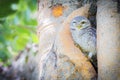 Burrowing Owl (Athene cunicularia) Royalty Free Stock Photo