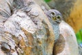 Burrowing Owl (Athene cunicularia) standing on tree hole Royalty Free Stock Photo