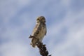 The bird burrowing owl sitting on the branch