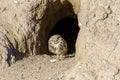 Burrowing owl bird