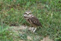 Burrowing owl Royalty Free Stock Photo