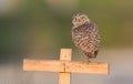 Burrowing Owl Portrait Royalty Free Stock Photo