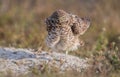 Burrowing Owl Portrait Royalty Free Stock Photo