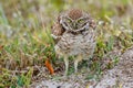 Burrowing Owl Cape Coral Florida