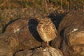 Burrowing Owl Catching the Light as the Sun Set Royalty Free Stock Photo