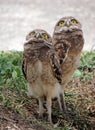 Burrowing Owl Chicks Royalty Free Stock Photo