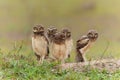 Burrowing owl with chicks standing on the burrow in the North Pantanal Royalty Free Stock Photo