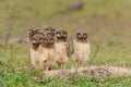 Burrowing owl with chicks standing on the burrow in the North Pantanal Royalty Free Stock Photo