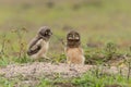 Burrowing owl chicks standing on the burrow in the North Pantanal Royalty Free Stock Photo