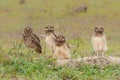 Burrowing owl chicks standing on the burrow in the North Pantanal Royalty Free Stock Photo