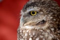 Burrowing Owl Close-Up