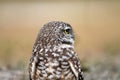 Burrowing owl close up profile Royalty Free Stock Photo