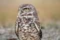 Burrowing owl close up profile Royalty Free Stock Photo