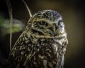 Burrowing Owl Royalty Free Stock Photo
