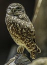 Burrowing Owl Royalty Free Stock Photo