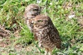 Burrowing owl couple close up Royalty Free Stock Photo