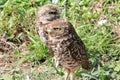 Burrowing owl couple close up 3 Royalty Free Stock Photo
