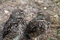 Burrowing owl couple