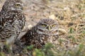 Burrowing owl couple