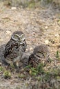 Burrowing owl couple