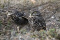 Burrowing owl couple