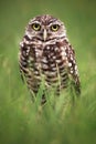 Burrowing Owl