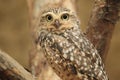 Burrowing owl Royalty Free Stock Photo