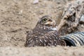 A burrowing owl with an disfigured beak Royalty Free Stock Photo